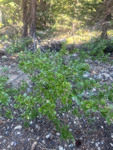 Image of Betula glandulosa by (c) Jared Shorma, some rights reserved (CC BY)