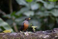 Chestnut-Bellied Thrush photo 2