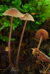 Mycena sanguinolenta image