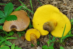 Aureoboletus innixus image