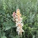 Orobanche alba major - Photo (c) Зеленкова Виктория, some rights reserved (CC BY-NC), uploaded by Зеленкова Виктория