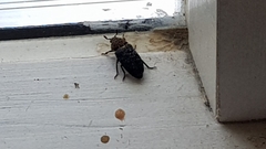 Dermestes undulatus