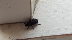 Dermestes undulatus