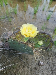 Opuntia pyrocarpa
