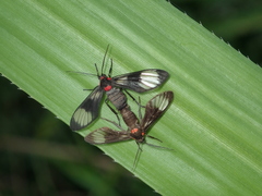 Pseudomya melanthoides