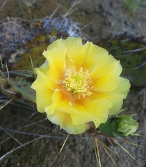 Opuntia pyrocarpa