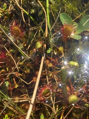 Drosera