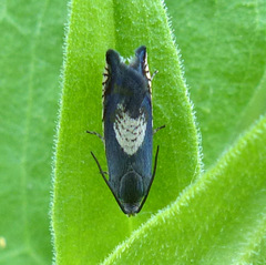 Grapholita tristrigana