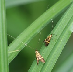 Nemophora degeerella