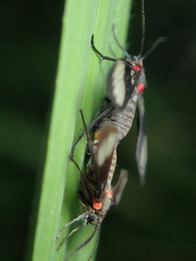 Pseudomya melanthoides