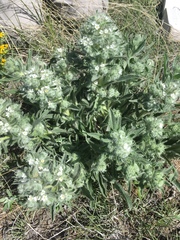 Oreocarya suffruticosa