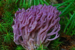 Clavaria zollingeri image