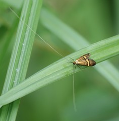 Nemophora degeerella