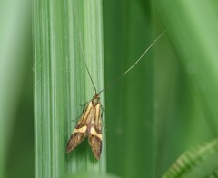 Nemophora degeerella