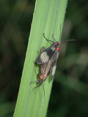 Pseudomya melanthoides