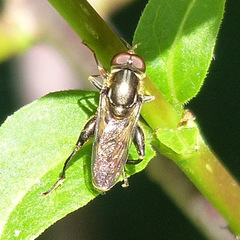 Tropidia quadrata