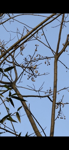 Light-vented Bulbul