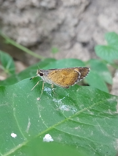 Faded Faceted-Skipper (Synapte shiva)