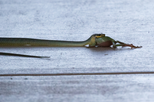 Common Tree Snake sighting