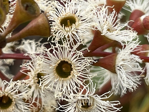 Image of Eucalyptus gracilis by (c) dizzyurid, some rights reserved (CC BY)