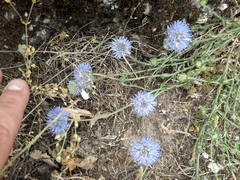 Jasione
