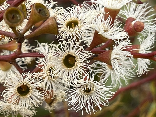Image of Eucalyptus gracilis by (c) dizzyurid, some rights reserved (CC BY)