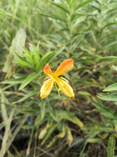 Oenothera jamesii iNat (3)