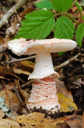 Blushing Bride Amanita