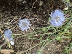 Jasione