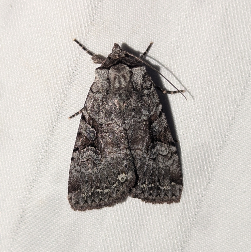 Xestia mustelina