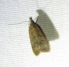 Anacampsis rhoifructella