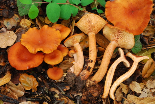 Lactarius rubidus