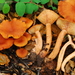 Lactarius rubidus - Photo (c) Christian Schwarz,  זכויות יוצרים חלקיות (CC BY-NC), הועלה על ידי Christian Schwarz