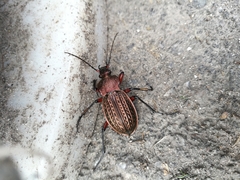 Carabus cancellatus