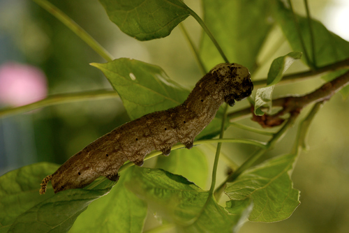 Acherontia atropos