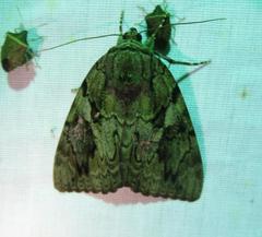 Catocala agrippina
