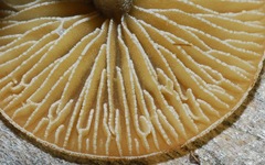 Simocybe centunculus var. centunculus image