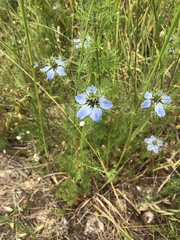 Nigella damascena