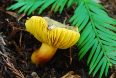 Phylloporus arenicola image