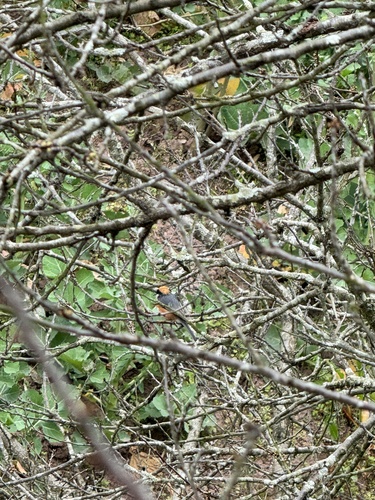 Black-throated Tit