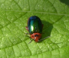 Kuschelina gibbitarsa