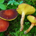 Gilled Bolete - Photo (c) Christian Schwarz, some rights reserved (CC BY-NC), uploaded by Christian Schwarz