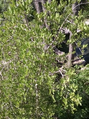 Forestiera pubescens pubescens