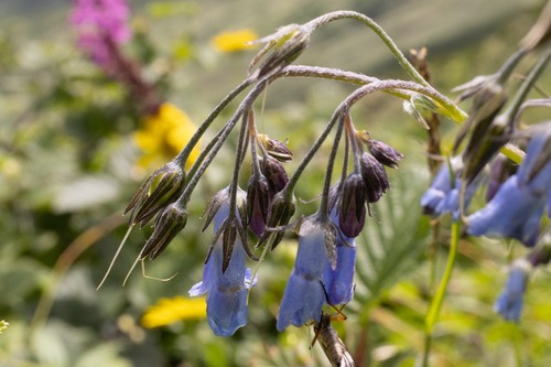 Mertensia pterocarpa iNat (3)