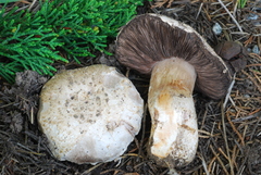 Agaricus bernardii image