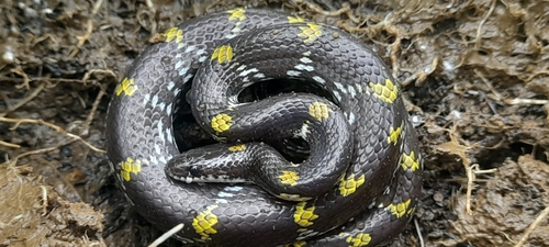 Photo of a Yellow-spotted Wolf Snake (Lycodon flavomaculatus)