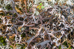 Masonhalea richardsonii