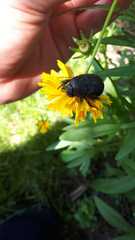 Pentodon bidens punctatus