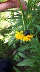Pentodon bidens punctatus