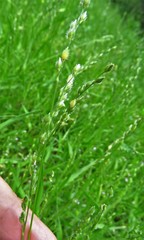 Urochloa ciliatissima